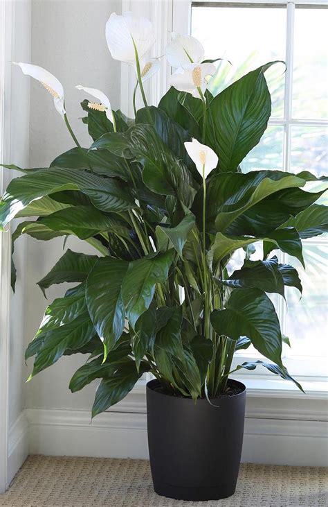 is spathiphyllum plant poisonous to cats|peace lily toxic to pets.